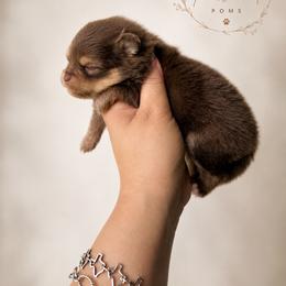 Boy 2 - Chocolate and tan male Pomeranian puppy in Eagle Pass, Texas from Texas Tumbleweed Poms