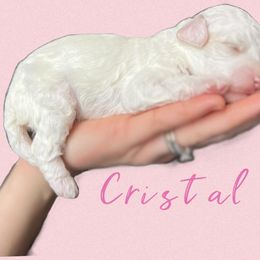 Aussiedoodle and Goldendoodle Puppies from Doodles of Paradise