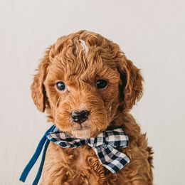 Goldendoodles from Fitzy Doodles of Alabama