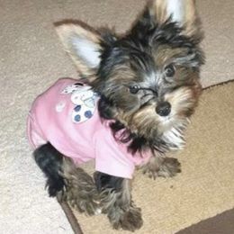 Biewer Terrier, Maltese, Maltipoo, Morkie, and Yorkshire Terrier Puppies from Cocktail Puppies