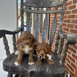 Gino - Red  male Goldendoodle puppy in Mint Hill, North Carolina from DoodleForever