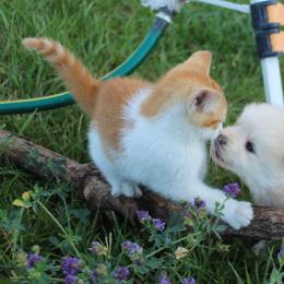 Pomsky Puppies from Mischa Nelson