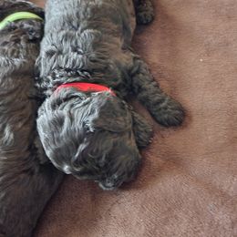 Goldendoodle Puppies from Haven Goldendoodles