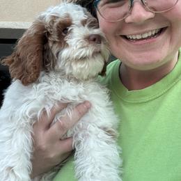 Bernedoodle, Cavapoo, and Poodle Puppies from Liberty Farms Puppies