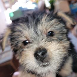 Yorkshire Terriers from Autumn's Yorkies