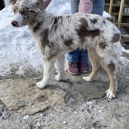 Australian Shepherd Puppies from Anderson Aussies