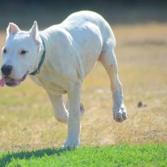 Dogo Argentino and Pembroke Welsh Corgi Puppies from Storm Dogos & Country Corgis