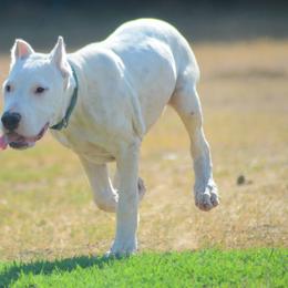 Dogo Argentino and Pembroke Welsh Corgi Puppies from Storm Dogos & Country Corgis