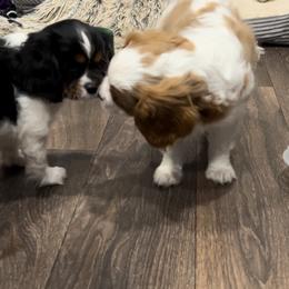 Cavalier King Charles Spaniel Puppies from AustinCavalier