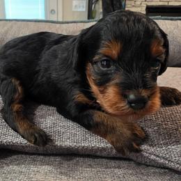 Armani (traditional) - Black and gold female Yorkipoo puppy in Duncan, South Carolina from Sonshine Yorkies