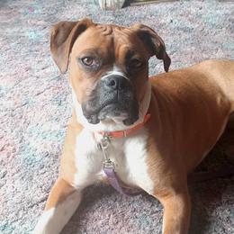 Boxers and Goldendoodles from PuppyLove