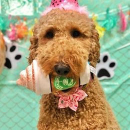 Goldendoodle, Poodle, and Sheepadoodle All Grown Up from Brewer's Goldendoodles & Sheepadoodles