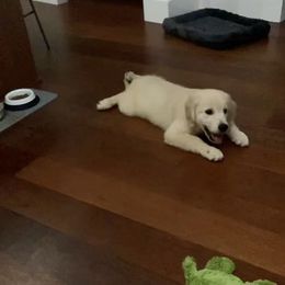 Golden Retriever Puppies from Panhandle PawsNClaws