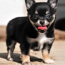 Chihuahua Puppies from Happy Little Chihuahuas