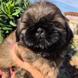 Brindle Boy - Brindle male Shih Tzu puppy in El Paso, Texas from Paws Of Beauty