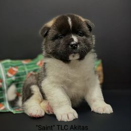Saint - Silver female Akita puppy in Chillicothe, Missouri from TLC Akitas