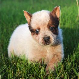 Castiel - Red speckled male Australian Cattle Dog puppy in Waxahachie, Texas from MC Heelers