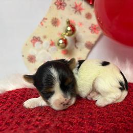 Noel - Parti male Yorkshire Terrier puppy in Illinois from Pretty Little Yorkies
