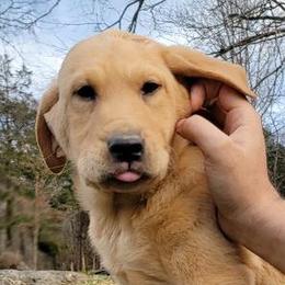 Labrador Retriever Puppies from Buffalo Valley Breeders