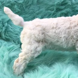 German Shepherd and Poodle Puppies from United Broughton Kennel