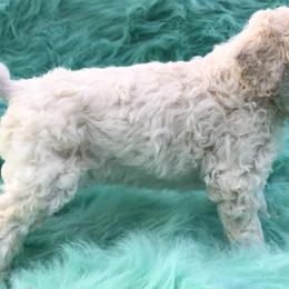 German Shepherd and Poodle Puppies from United Broughton Kennel