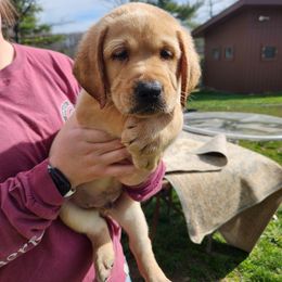 Labrador Retriever Puppies from Wag More English Labradors