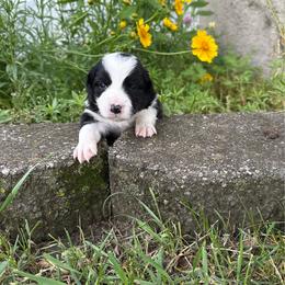 Roxi - Black and white female Border Collie puppy in Dorr, Michigan from Pineview Farm
