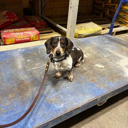 Leroy - Dachshund