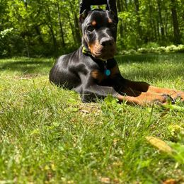 Doberman Pinscher Puppies from Makkr Ridge Dobermans LLC