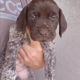 Girl 3 - Brown and gray female Wirehaired Pointing Griffon puppy in Emmett, Idaho from Idaho Wirehaired Pointing Griffons