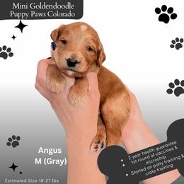 Angus - Apricot male Goldendoodle puppy in Fort Lupton, Colorado from Puppy Paws Colorado