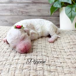 Pippen - Parti male Goldendoodle puppy in from Pink Poodles and Doodles