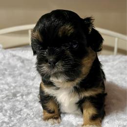 Leroy - Black and tan male Shih Tzu puppy in Sacramento, California from NANA’S  QUALITY SHIH TZU'S