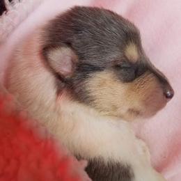 Collie Puppies from Qualteri Collies