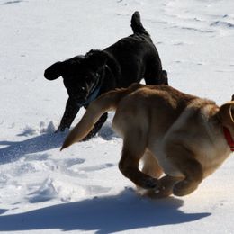 Labrador Retrievers from Reondo Labs