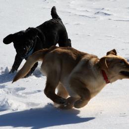 Labrador Retrievers from Reondo Labs