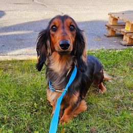 Lonnie - Dachshund