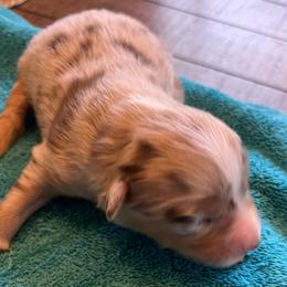 Penny - Red merle female Miniature Australian Shepherd puppy in Denair, California from CenCal Mini Aussies