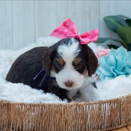 Kit Kat - Brown and white female Bernedoodle puppy in Fairfield, Illinois from Positively Doodles