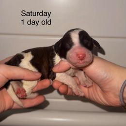 Saturday - Parti male Goldendoodle puppy in Suring, Wisconsin from Black Oak Doodles