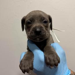 Female 3 - Gray female Cane Corso puppy in Cashion, Oklahoma from APEXOK Cane Corsos LLC