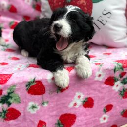 Moe - Black and white male Aussiedoodle puppy in Corbin, Kentucky from Lightning K Kanine’s