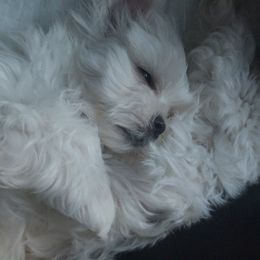 "Ghost " Maltese Puppies from Genice’s Small Wonders