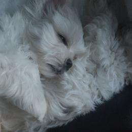 "Ghost " Maltese Puppies from Genice’s Small Wonders