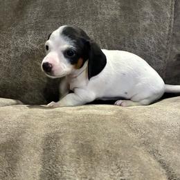 Willadeene Parton - Piebald female Dachshund puppy in Dobson, North Carolina from Oakleys Dachshund Haven