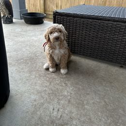 Goldendoodle Puppies from Johnson & Co Doodles