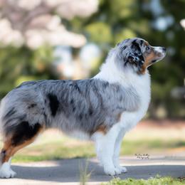 Jelly Clarkson - Australian Shepherd