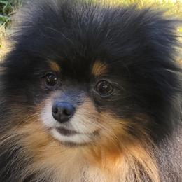 Trooper - Pomeranian