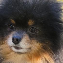 Trooper - Pomeranian
