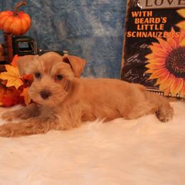 Rusty - Wheaten male Miniature Schnauzer puppy in Gary, Texas from Beards Little Schnauzers